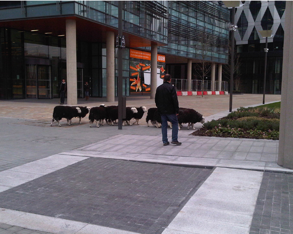 Flock of sheep at MediaCity