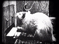 موش آزمايشگاهی