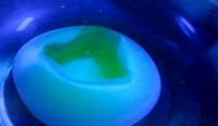 A deflated egg is left in water with some blue food dye added.