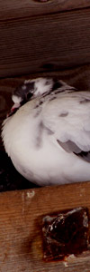 A mottled white pigeon, roosting in the rafters of a barn, looks sleepily down; from sxc.hu