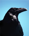 raven