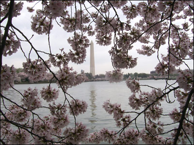 عکس از مرسده شیخ 