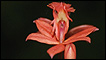 Orquídea