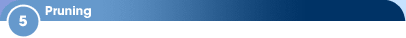 5 - Pruning