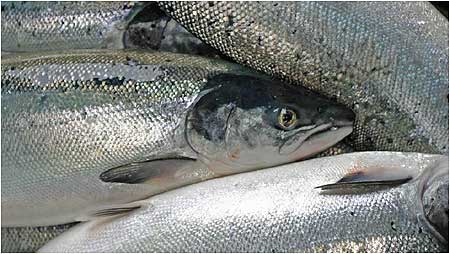 Salmon c/o David Hay