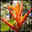 heliconia 