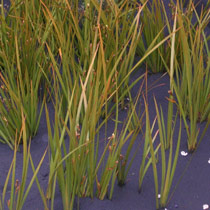 Libertia peregrinans