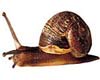 Snail painting