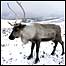 Uplands (Image: Reindeer)