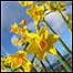 Islands (Image: Daffodils c/o Isles of Scilly Tourism)