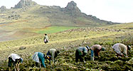 Harvest in Peru