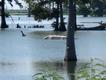 One of the hundreds of reminders of Hurricane Katrina, a car in the marsh in the Venice area.