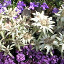 Leontopodium alpinum 'Mignon'