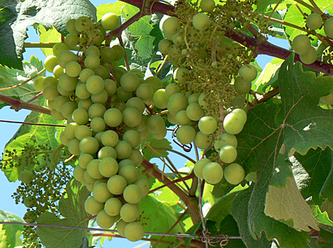 Grapevines in Mallorca