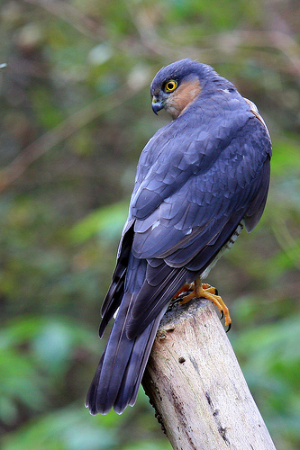 Sparrowhawk at Threave