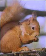 Red squirrel