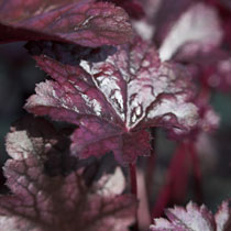 Heuchera 'Plum Pudding'