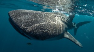 Whale Shark