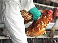 Gripi i shpendëve në Turqi