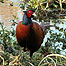 Pheasant (Image: c/o Herts Wildlife Trust)