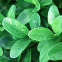 Buxus sempervirens, Box