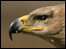 African Tawny eagle