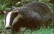 European Badger