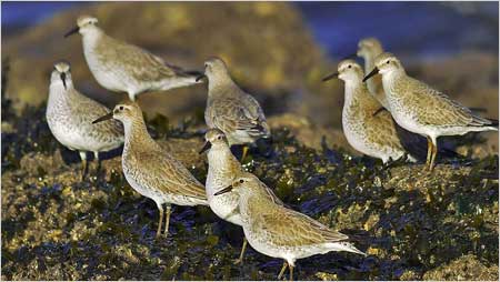 Knot group c/o Jaybee and NE Wildlife