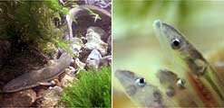 European Eel and Elvers