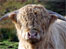 Highland Cow