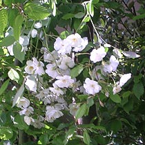 Rosa 'Rambling Rector'