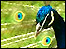 A peacock