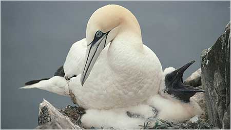 Gannets c/o RSPB Images and Chris Gomersall