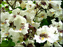 Catalpa Bignoides "Indian Bean Tree"