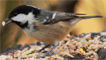 Coal tit