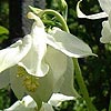 Aquilegia vulgaris