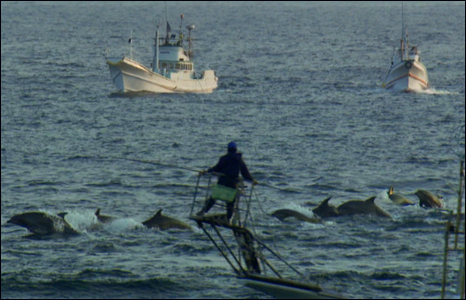Dolphins being rounded up at sea before being trapped and killed or sold into captivity