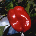 Capsicum annuum Grossum Group, Sweet peppers