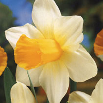 Narcissus 'Bravoure'