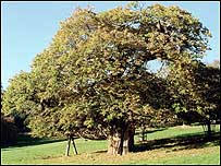 The Killerton Sweet Chestnut