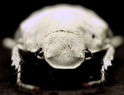 White Beetle