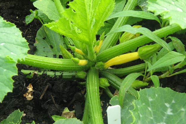 Courgettes