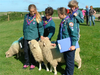 Scouts on the farm