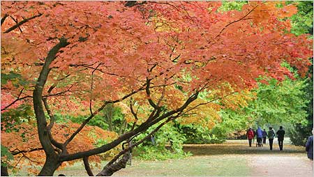 Westonbirt c/o Westonbirt Arboretum