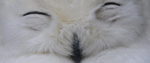 Snowy owl Japan