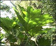 Restoration will be a challenge