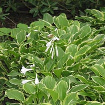 Hosta 'So Sweet'