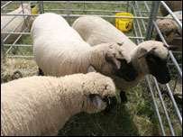 Shropshire sheep an ancient breed