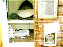 Hendrix in his new temporary home