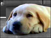 Jackson the trainee guide dog